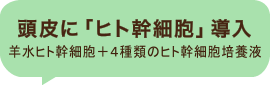 頭皮に「ヒト幹細胞」導入 羊水ヒト幹細胞＋４種類のヒト幹細胞培養液